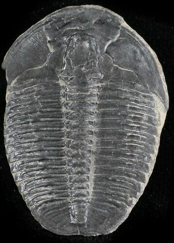 Elrathia Trilobite - Wheeler Shale, Utah #24801